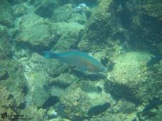 Cetoscarus bicolor - Underwater Galapagos 2010 -DSCN5714 Cetoscarus bicolor - Underwater Galapagos 2010 -DSCN5714